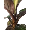 Ensete Maurelii Red Banana czerwony bananowiec